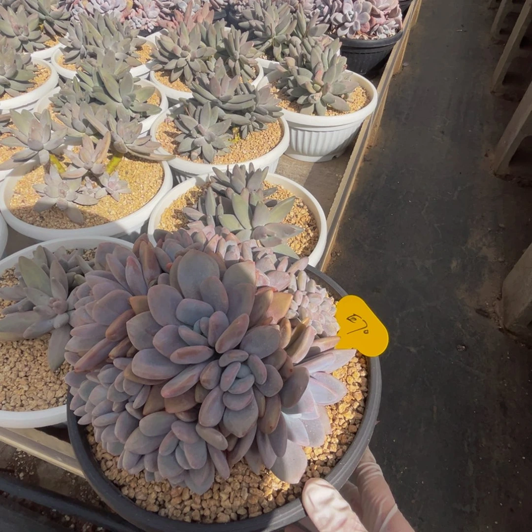 张***七e70粉兔群生呀呀呀