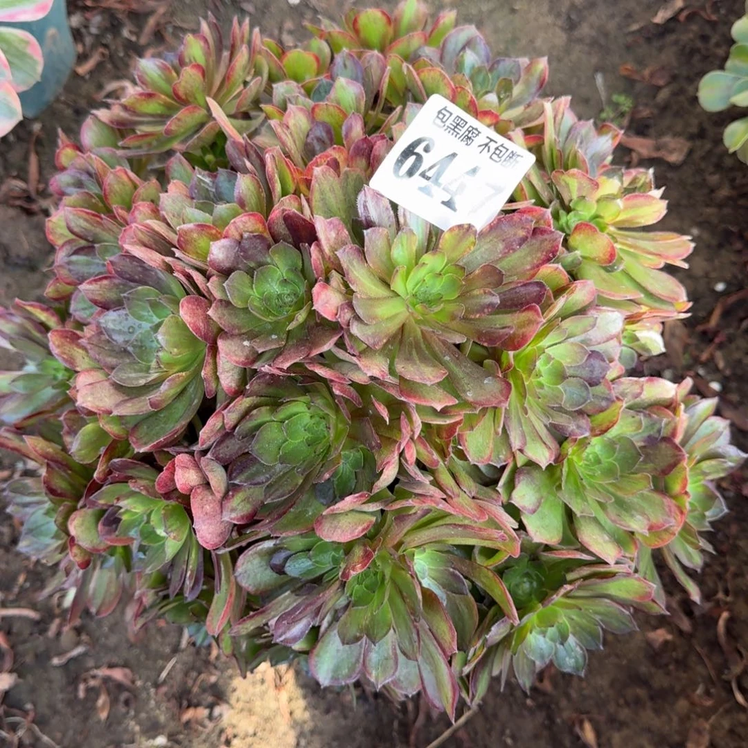 17-26法师斑斓6447