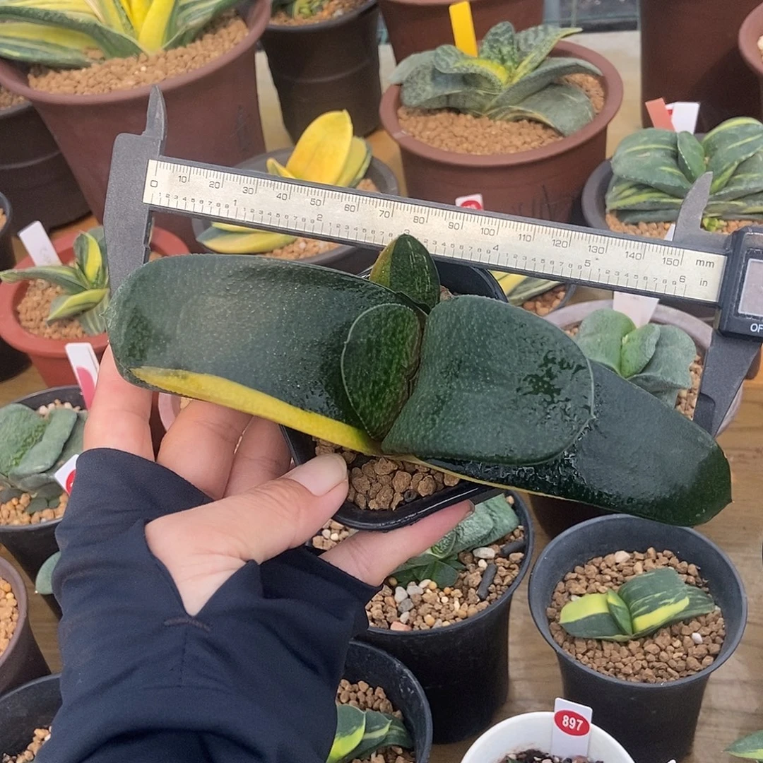 6卧牛实生锦大母本带盆发货