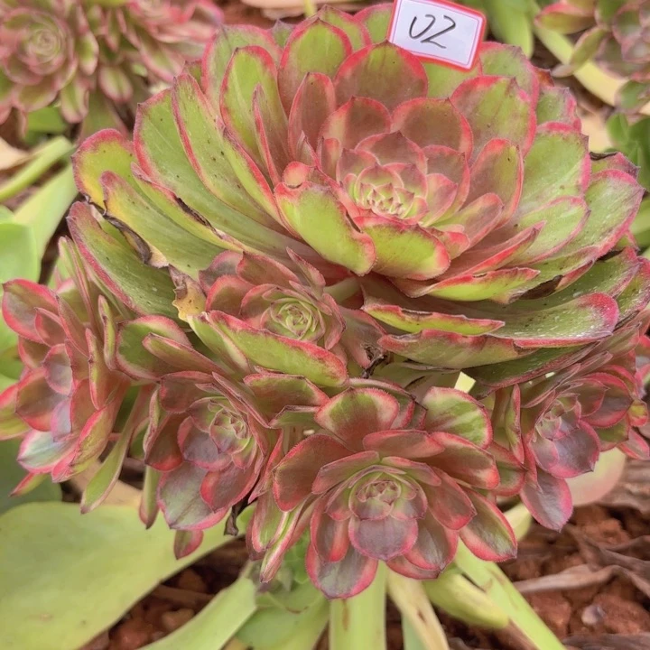 全部花朵002红花郎无根法师