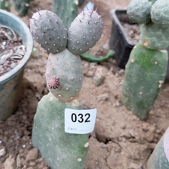 ?****苗接习志野032苗接