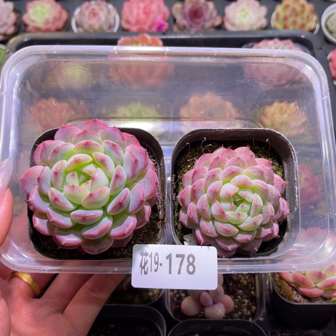 花利美19-178白桃汽水➕新品