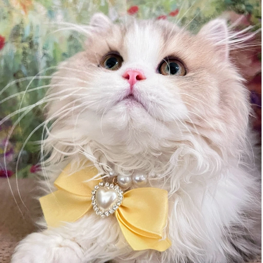 猫咪活体蓝金加白携紫米怒特矮脚猫