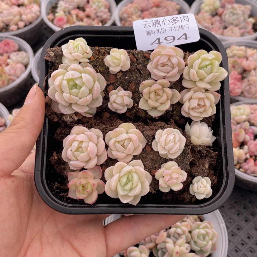 云糖心多肉植物494