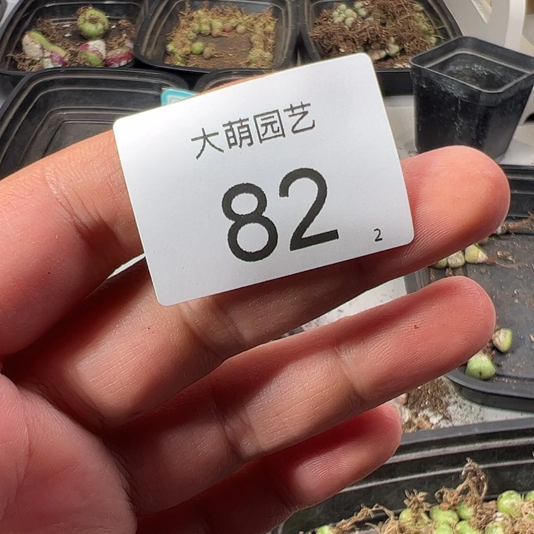 000082量拍园艺托马斯手工水饺1颗
