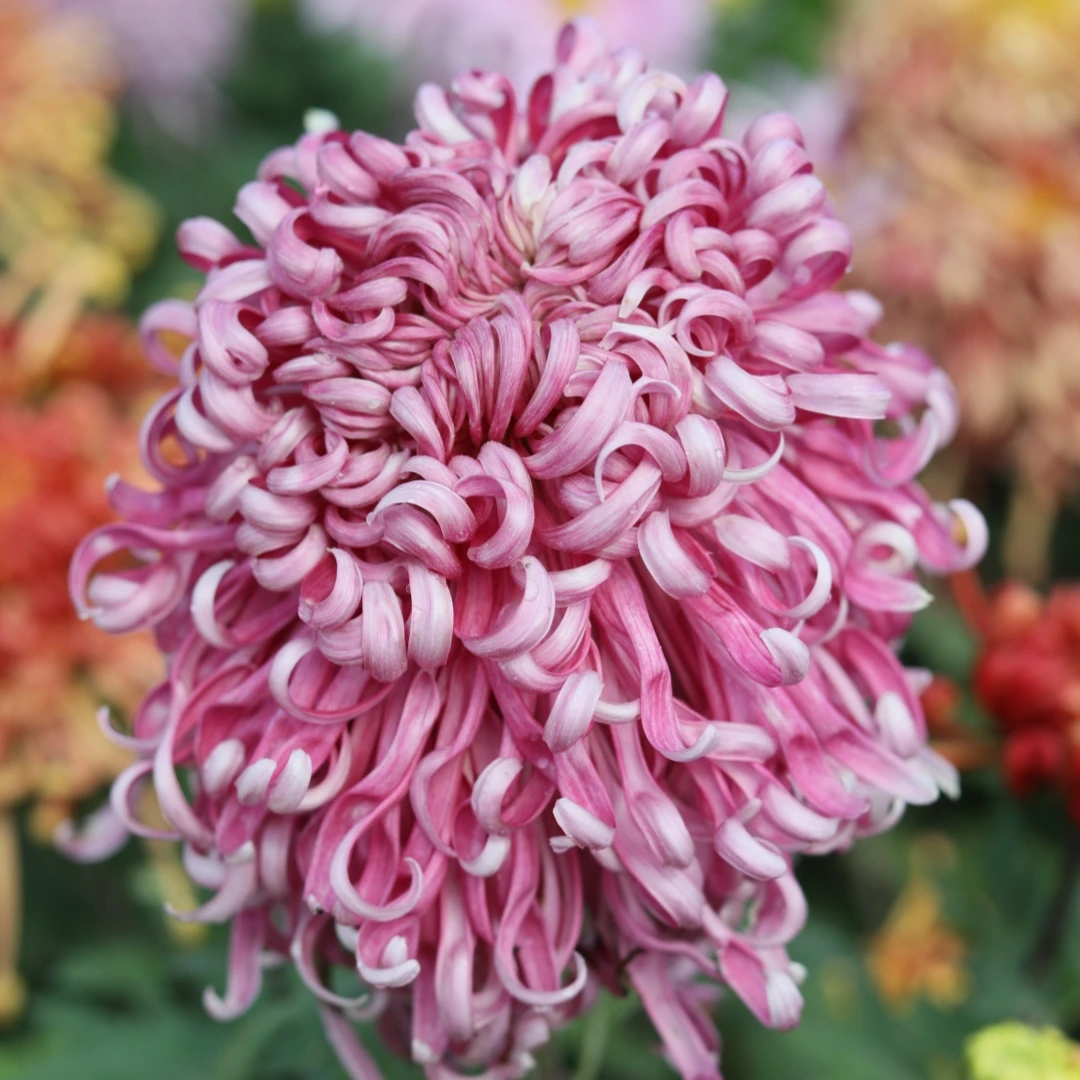 植物绿植 直播间专属专拍 不要乱拍