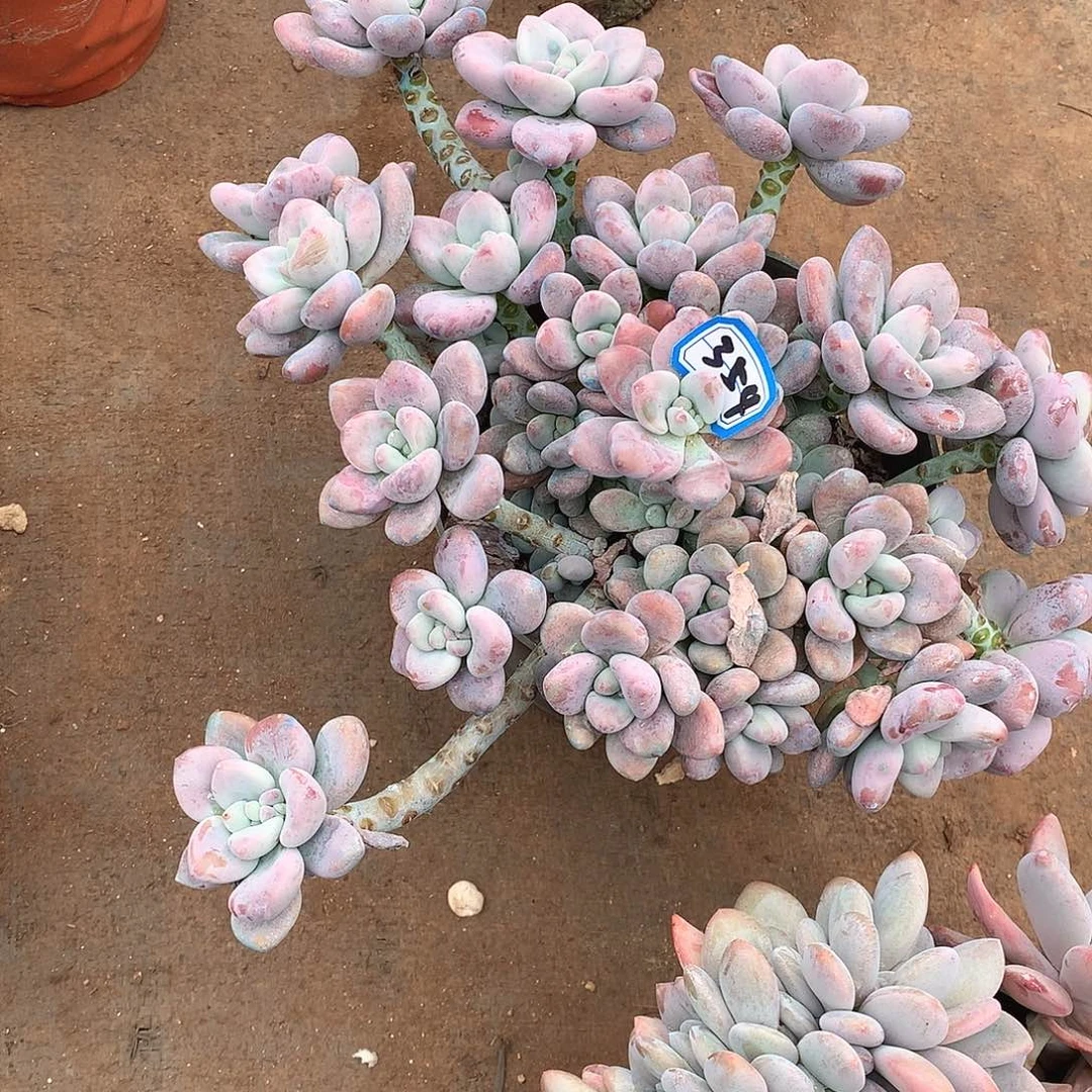 354洛神一物一拍多肉