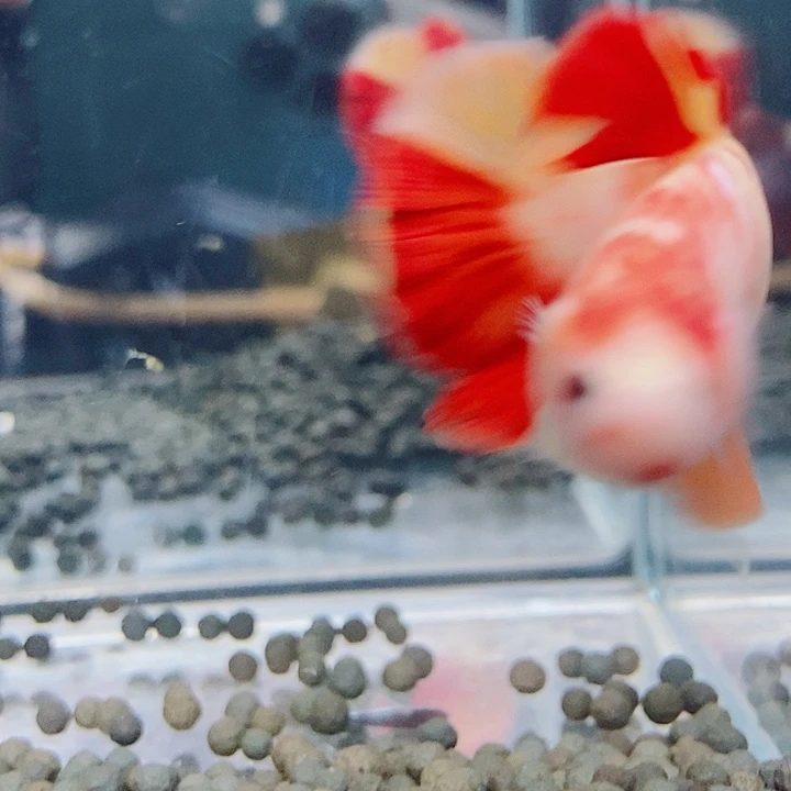 来***财斗鱼黑54号巨斗将军