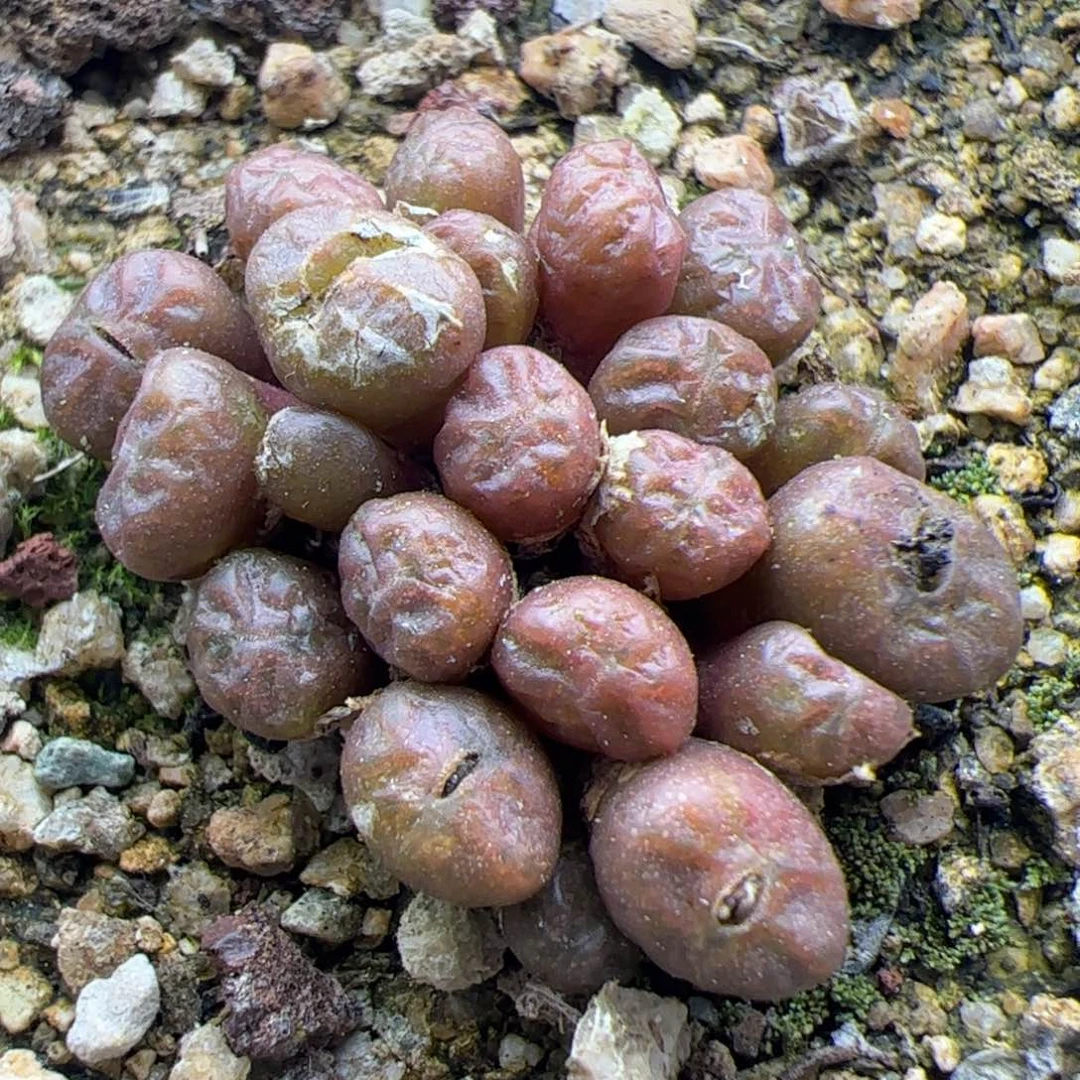 大家过年好22285