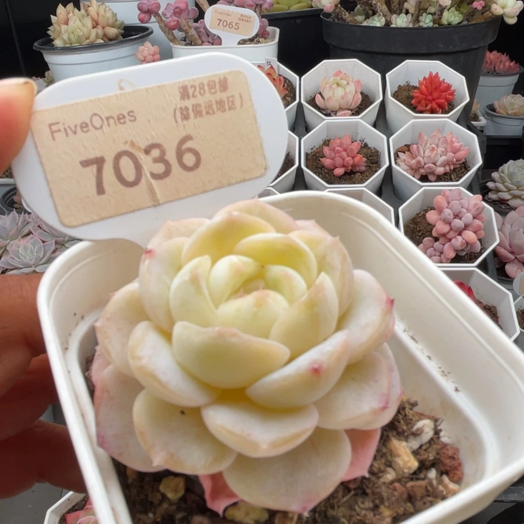 编号系列7036-5.0厘米