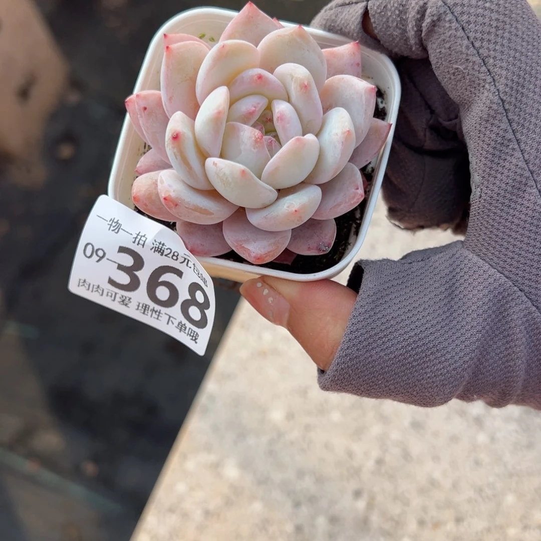 橙梦露多肉多肉多肉多肉