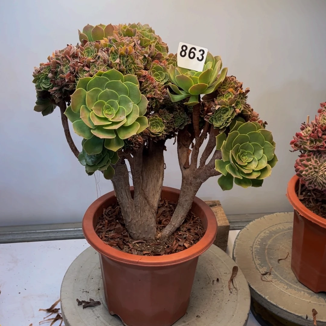 多肉植物玫瑰法师缀863