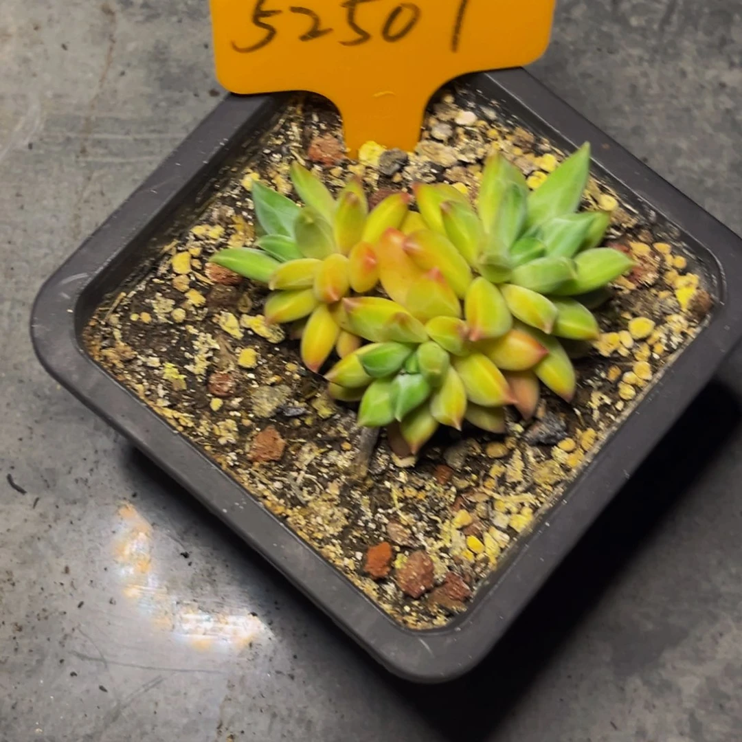 52507下午多肉植物群生