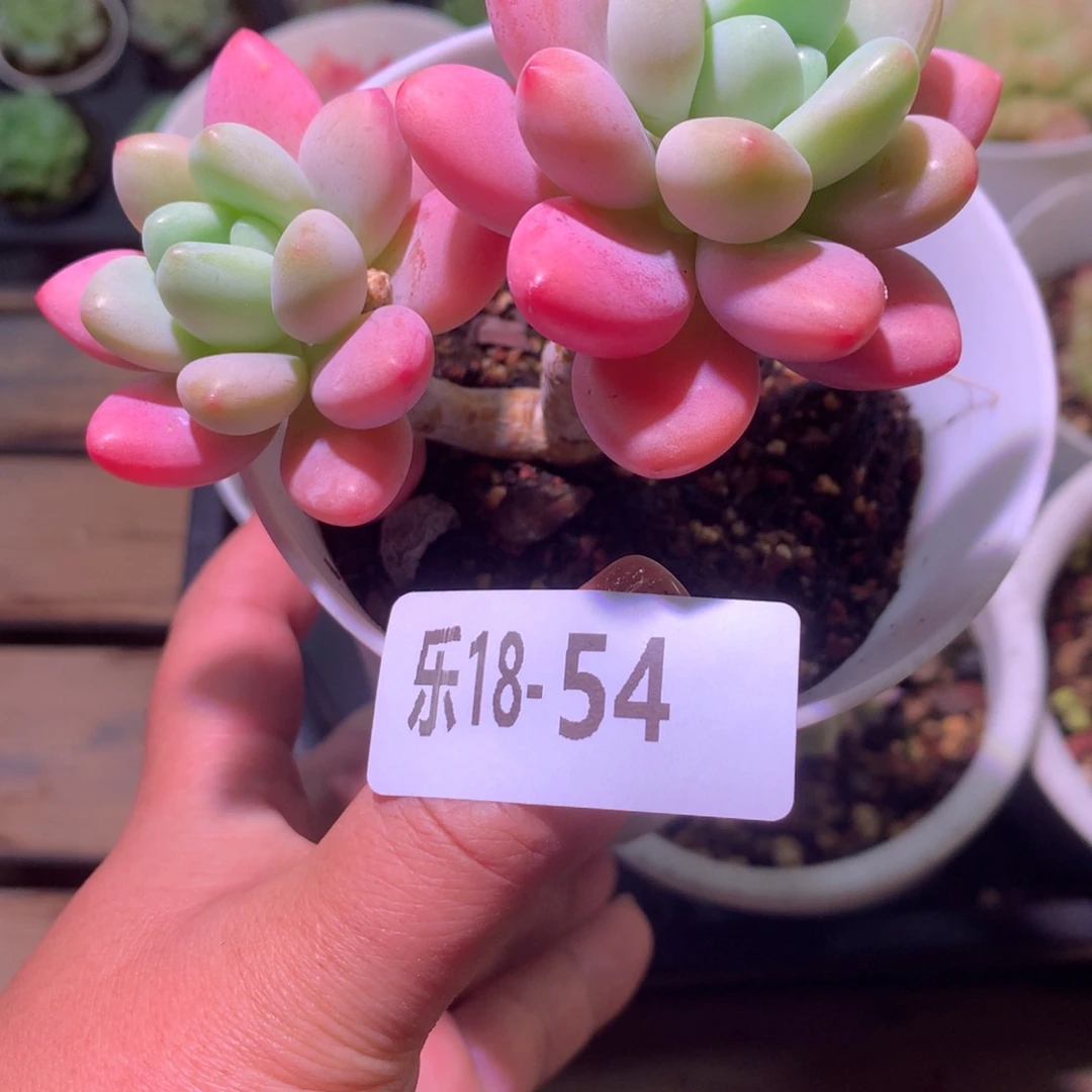 乐然18-54 洛神双头