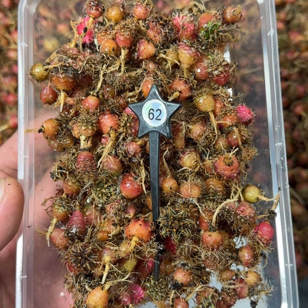 用***4米哈实生自然锦练手球62