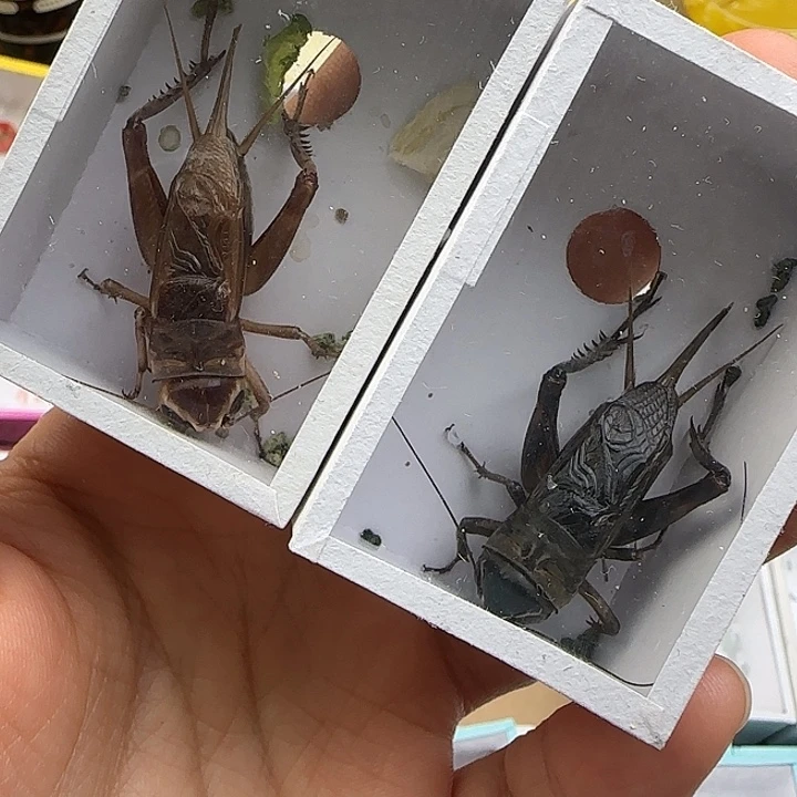 鸣虫虫具一条包邮