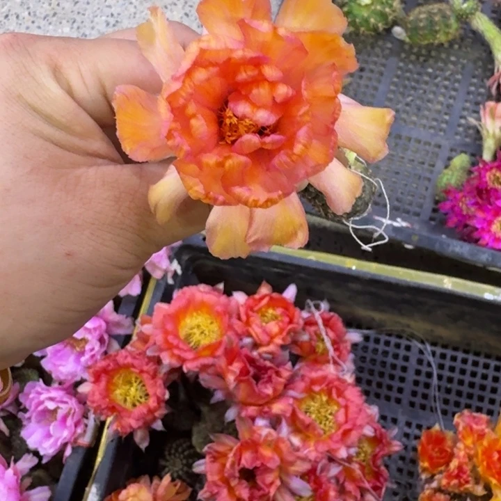 352丽花l28歪无根侧牙3公分左右，20包邮