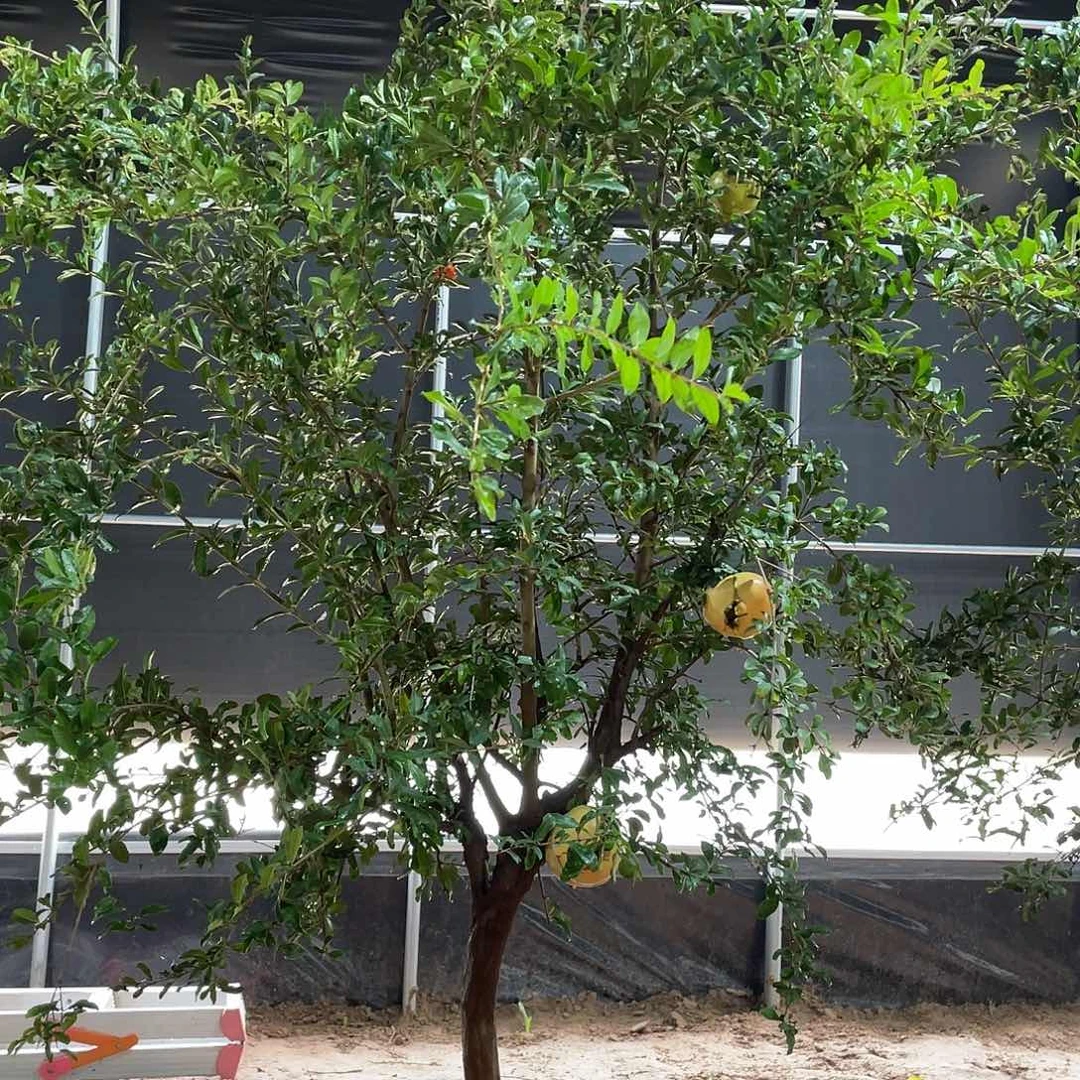 无花朵突尼斯软籽石榴树