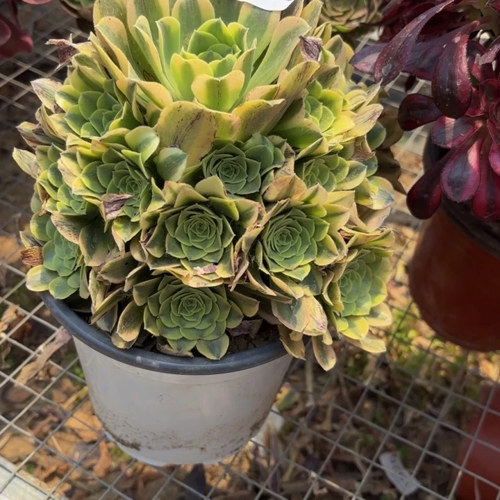 绿豆沙多肉处理不包断头