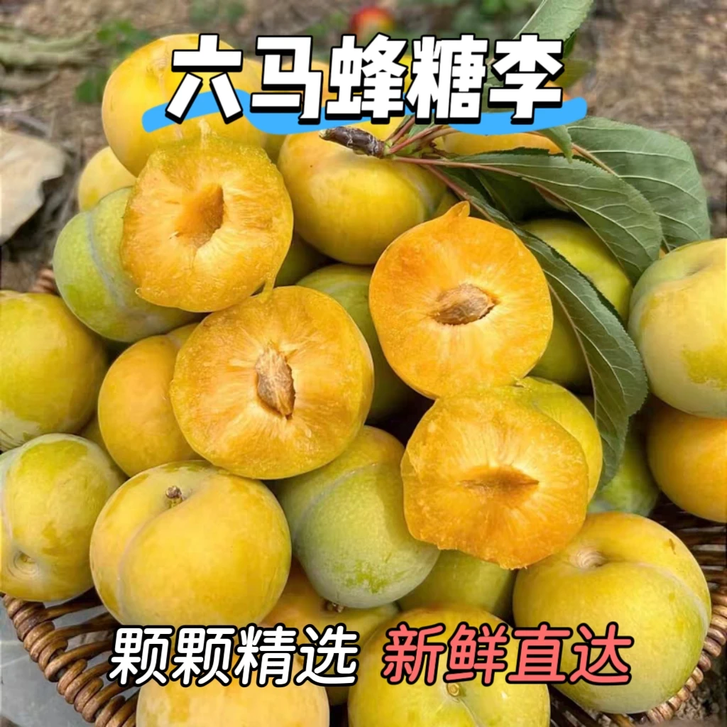 【顺丰包邮】贵州六马蜂糖李 当季新鲜水果孕妇礼盒装