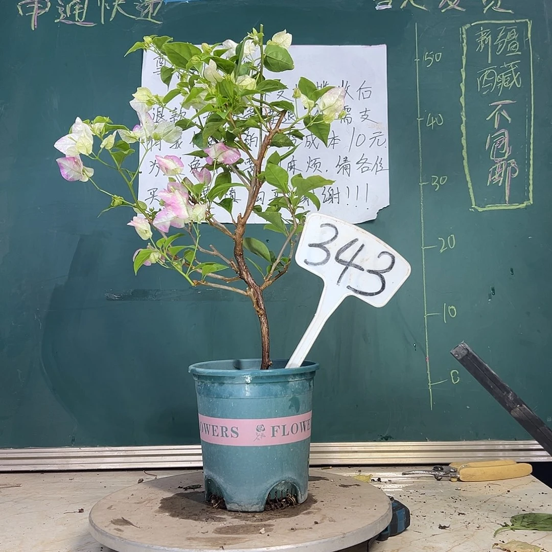 当前无花栽培后可以开花口红 343