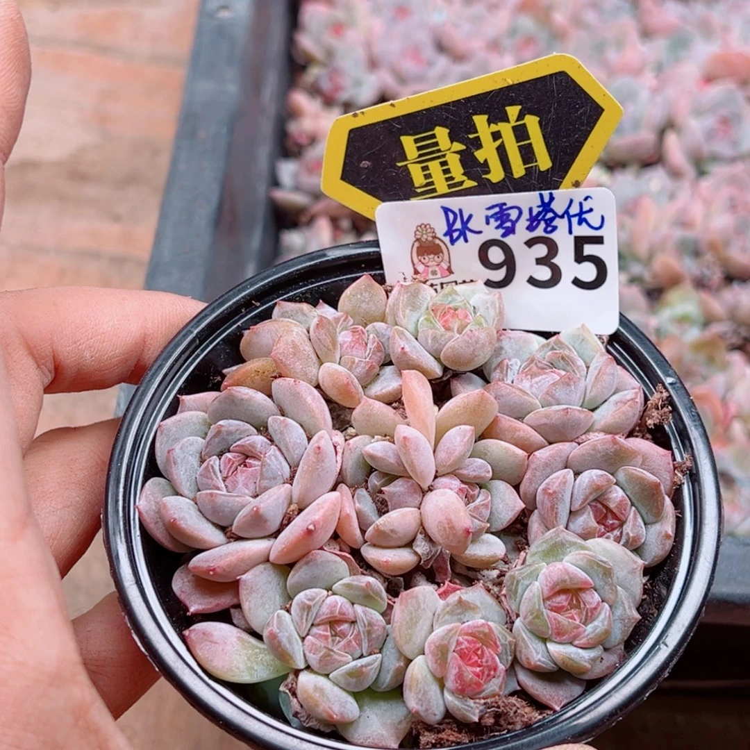 多肉植物多肉植物