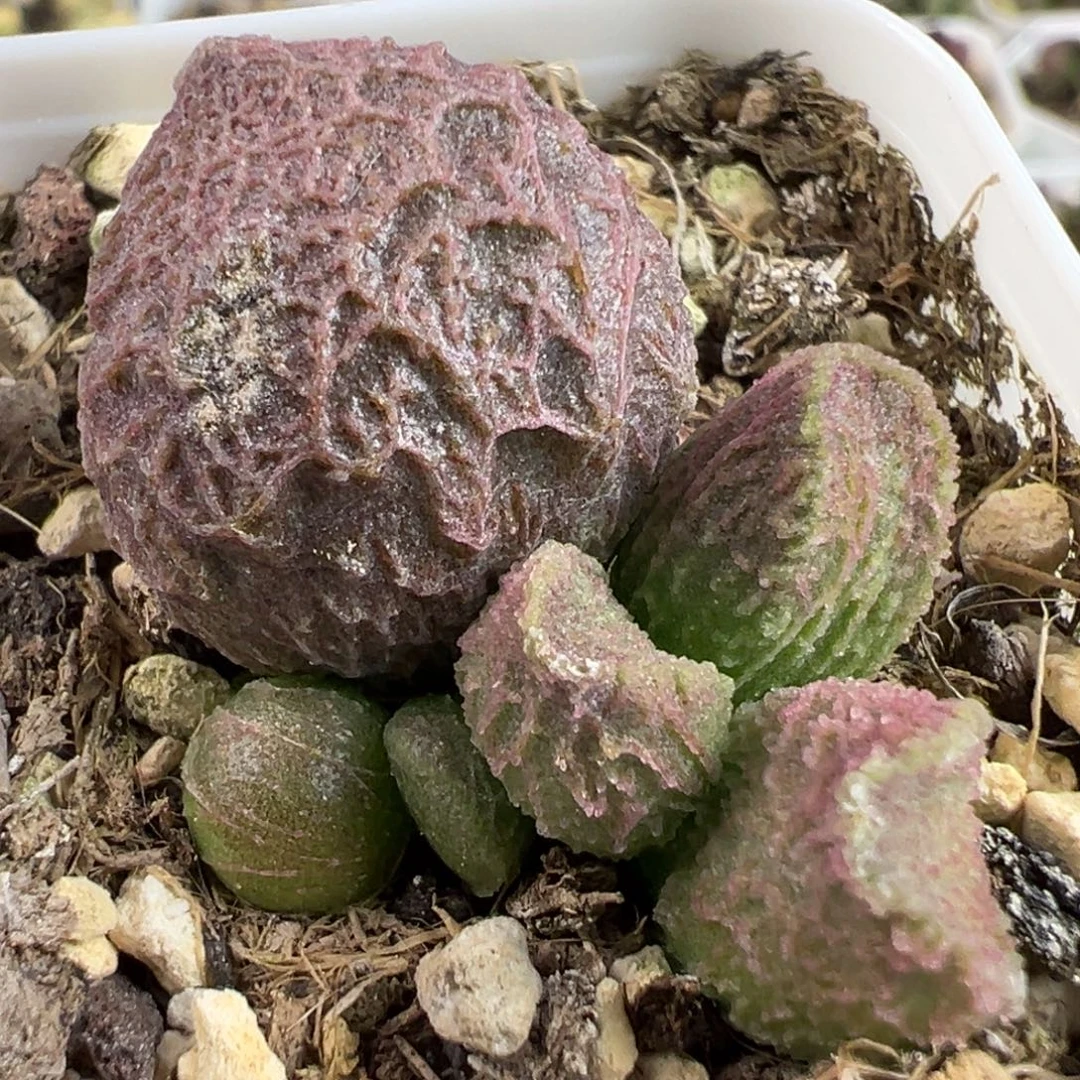 实生新品大苗多肉植物水泡