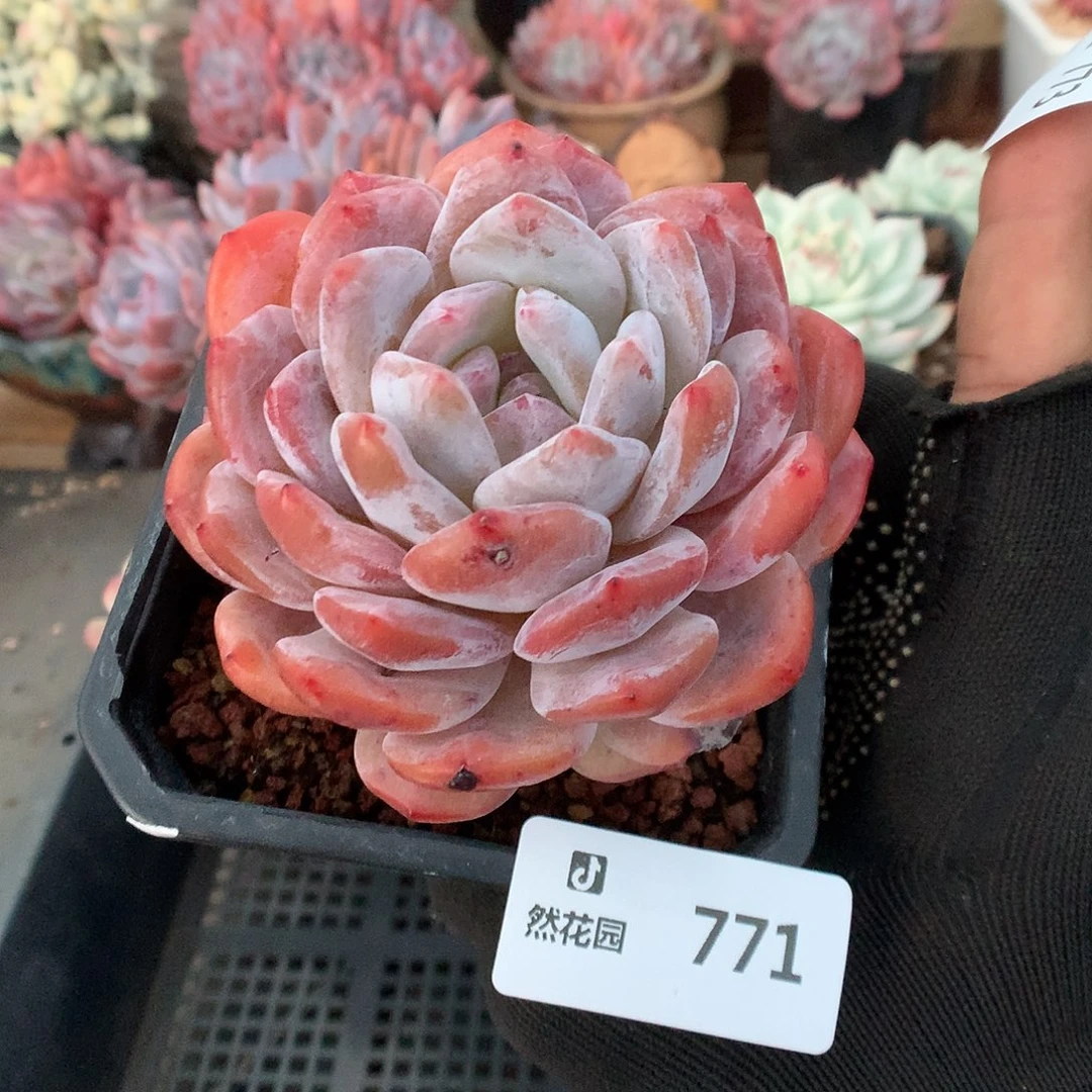 771梦露多肉植物66666