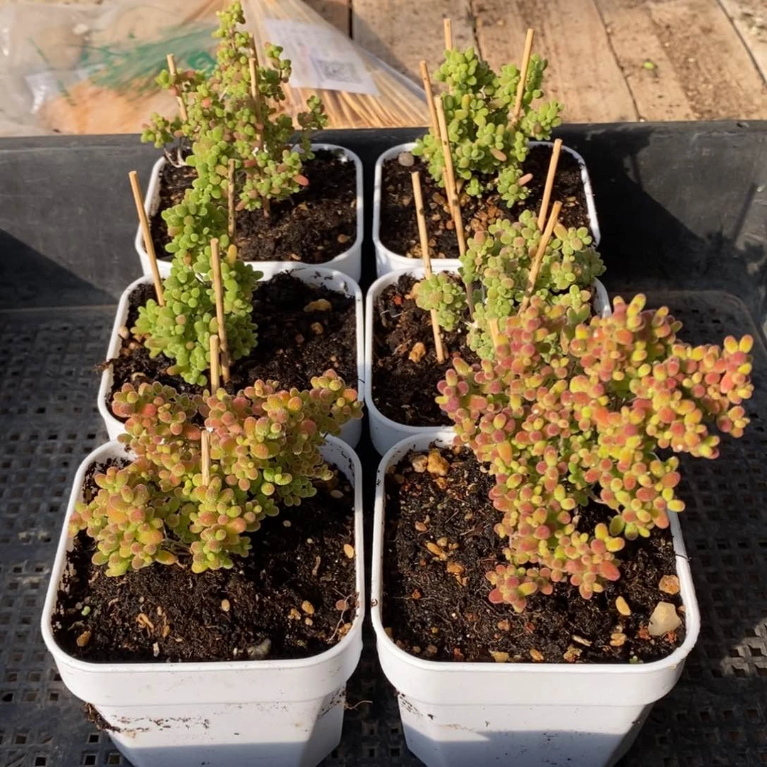 枝干番杏蜜桔糖球029