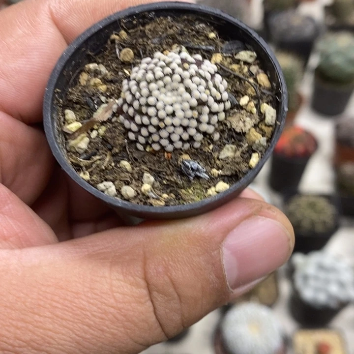 松针牡丹特价福利