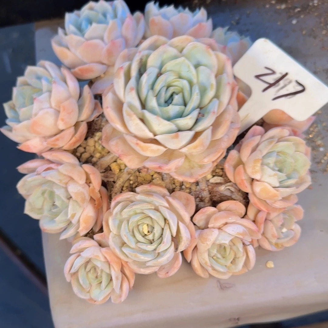 喜***狼多肉植物的生长发育和