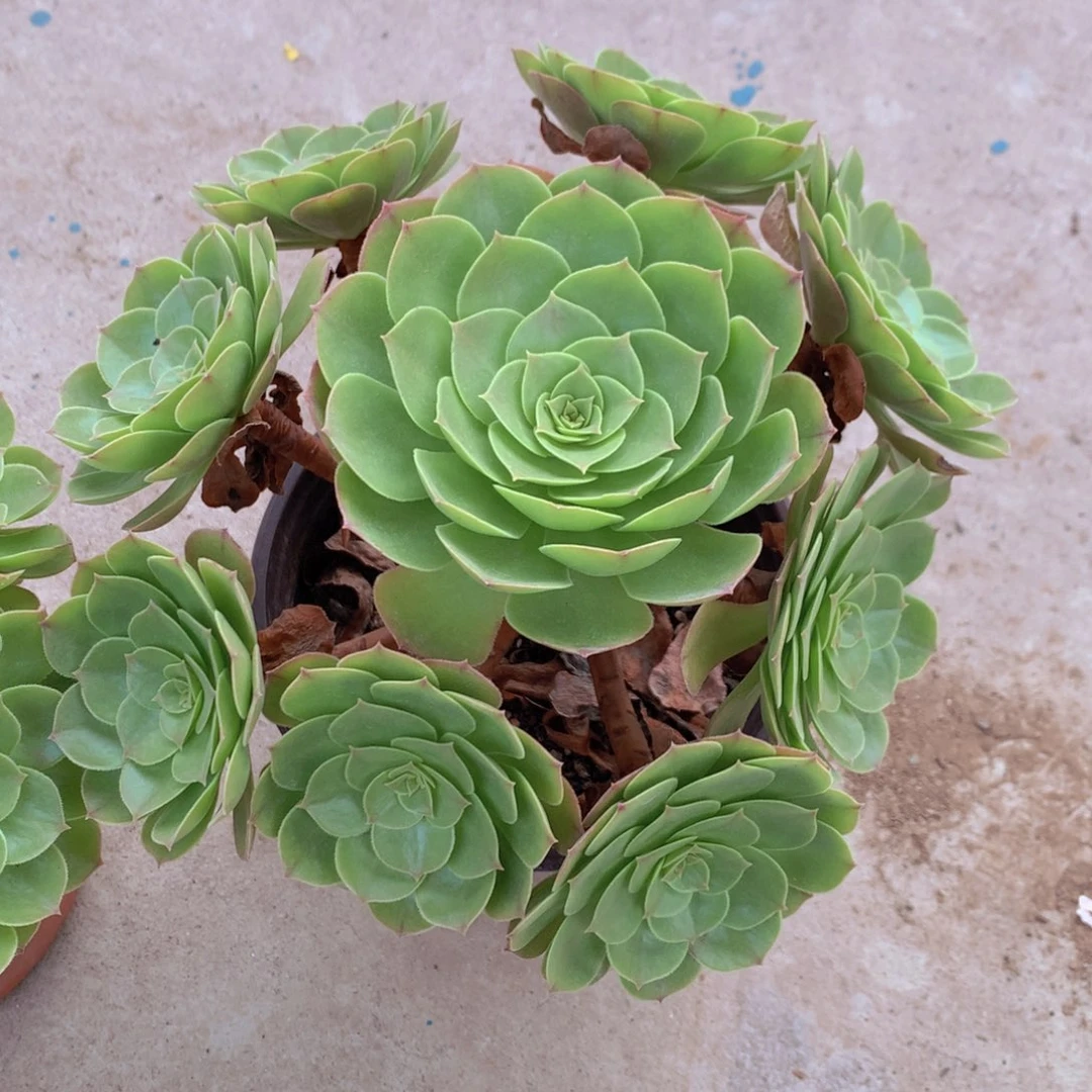 万圣节手捧9头起发货