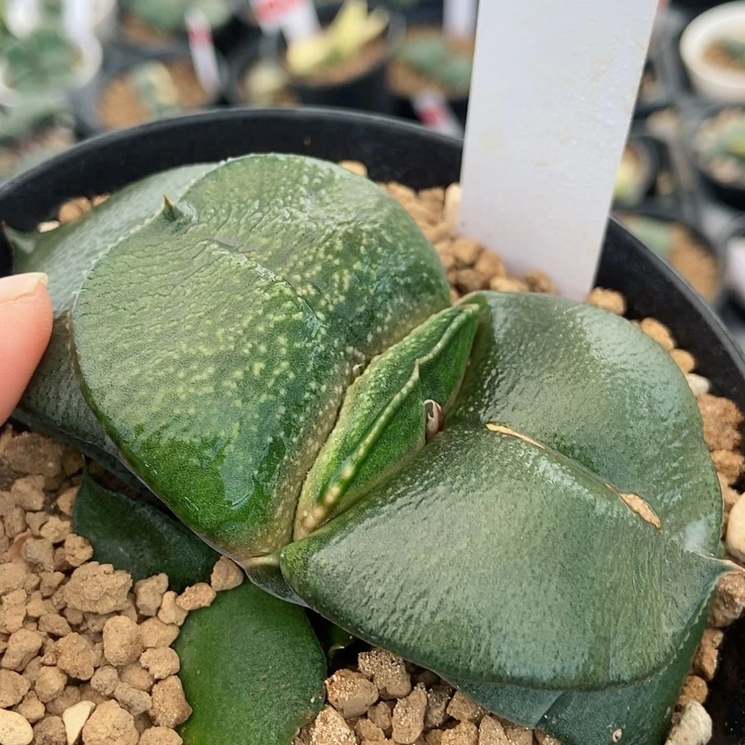 431卧牛实生抄短宽带盆发货