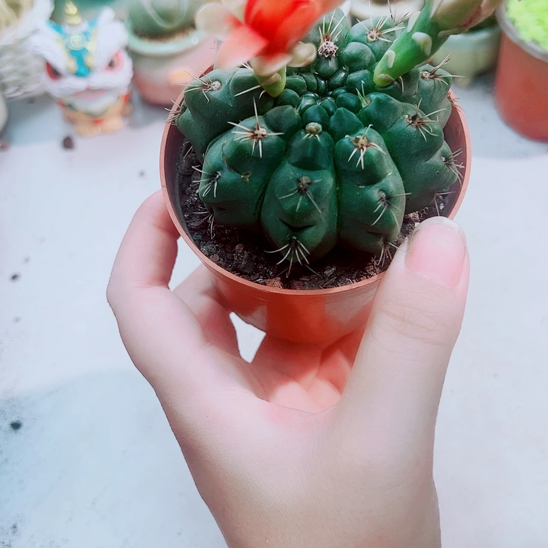 飞花玉仙人球多肉植物