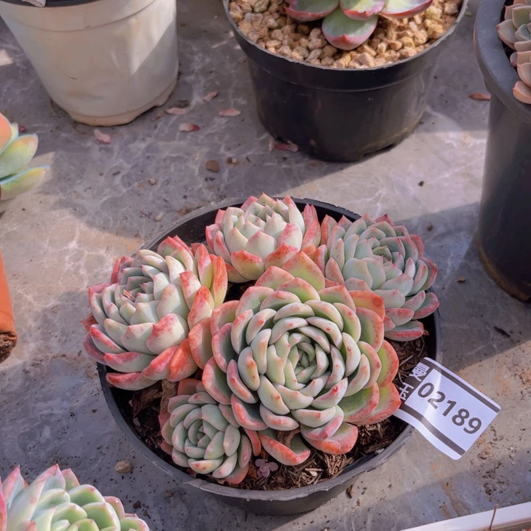 莎莎女王多肉植物02189