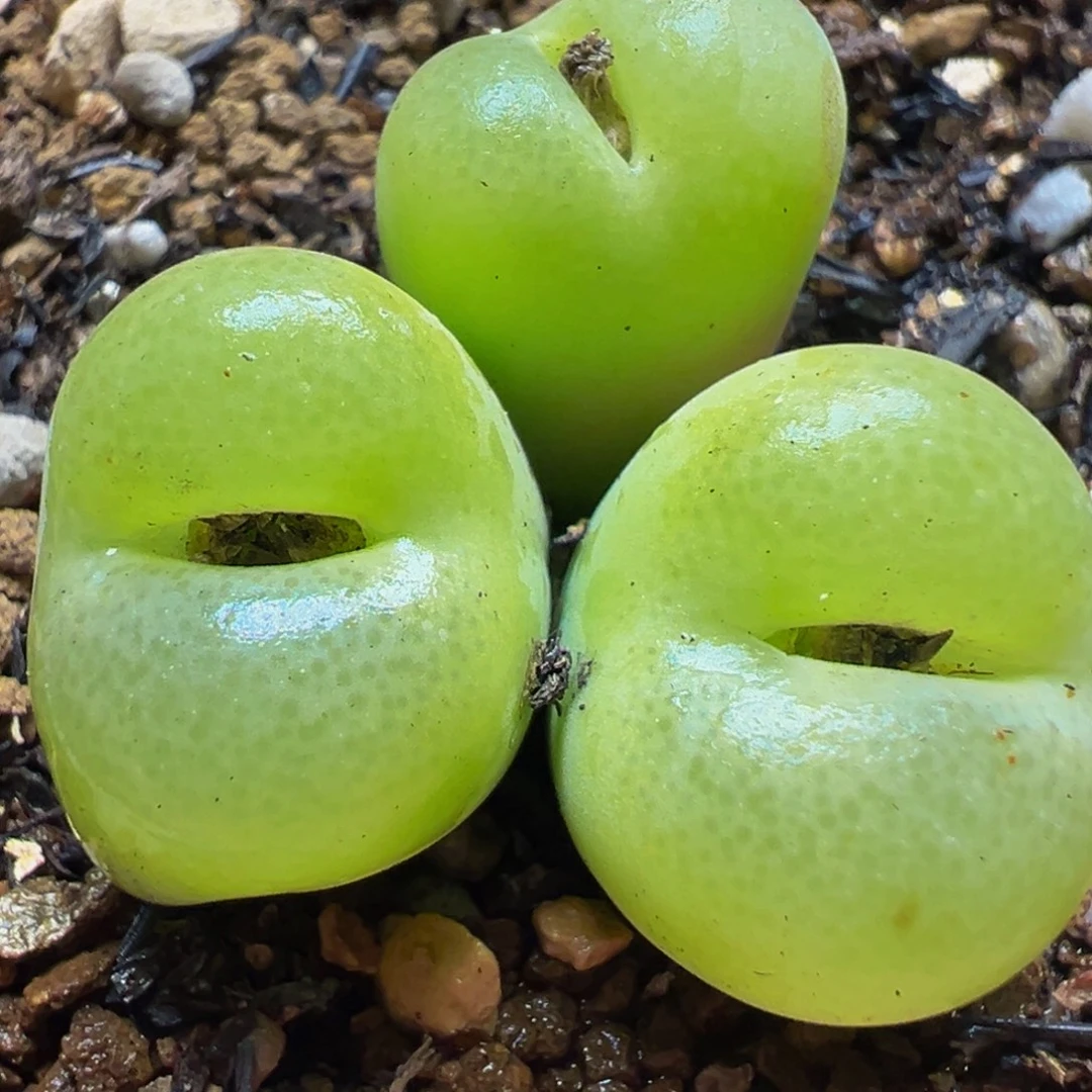 翠光群多肉植物百科