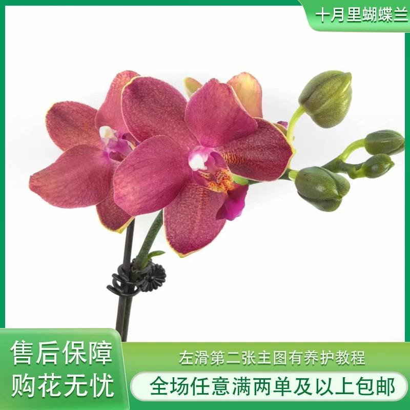 十月里蝴蝶兰【樱桃番茄 黄番茄发货】微瑕发货介意勿拍