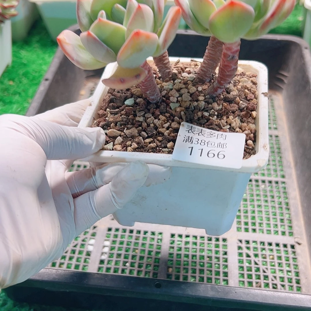 多肉一物拍植物1166