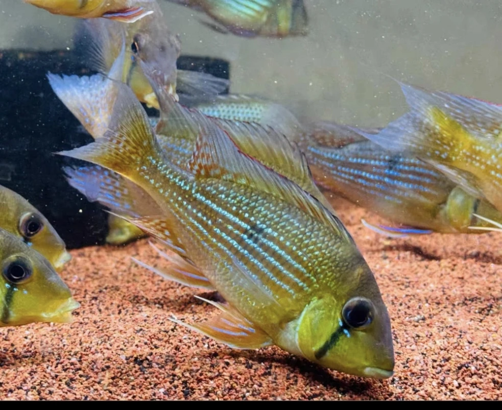 苏里南泪眼关刀食土鲷