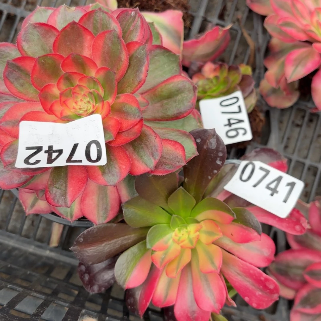 樱***子0746.0741.0742发货