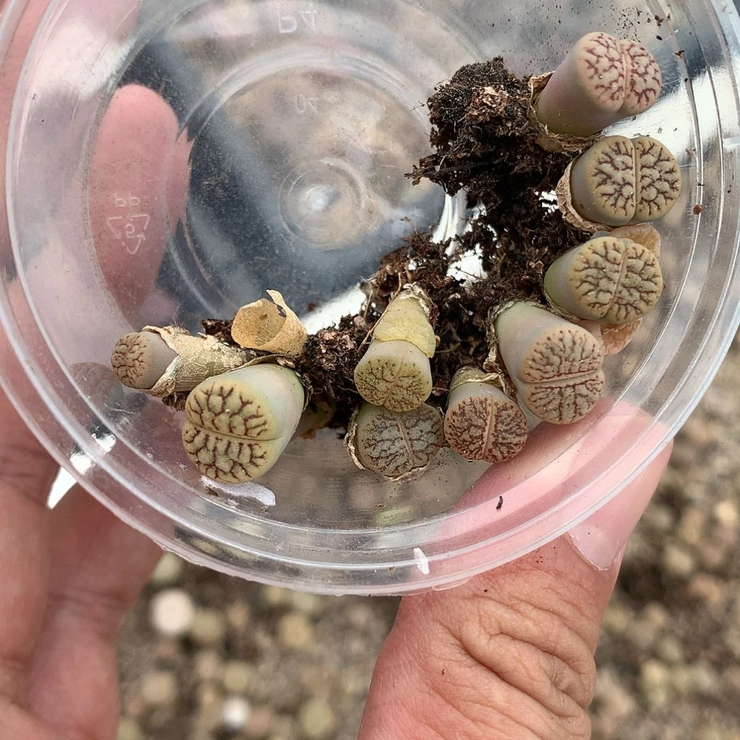 豆***E236多肉植物保护