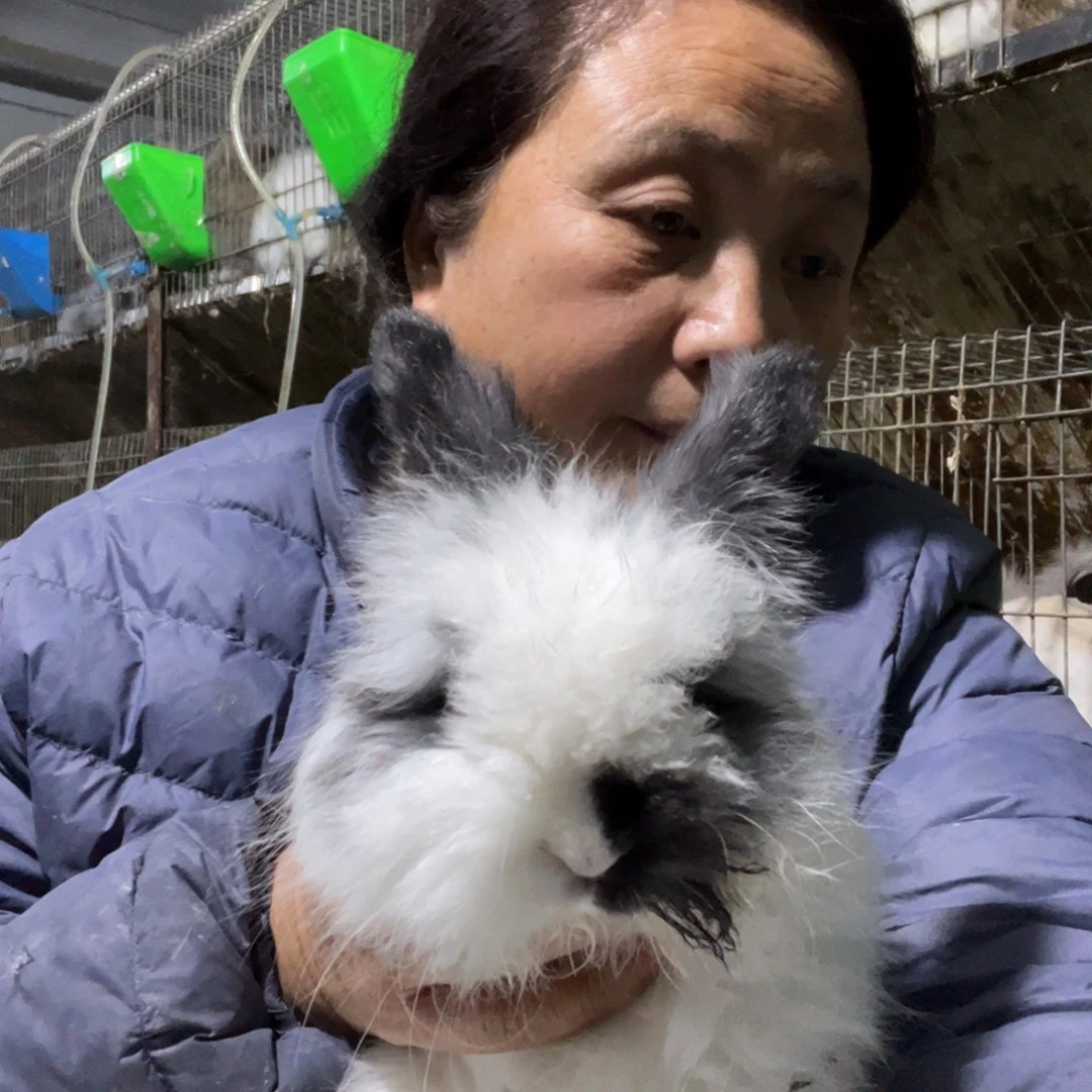 英系安哥拉宠物兔