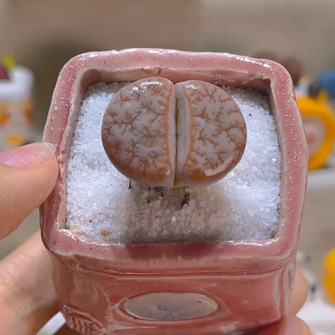 153高端多肉2.7厘米带盆带土手工盆