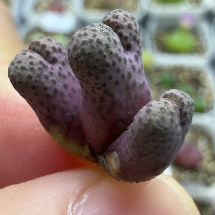 老马生石花斑马2518