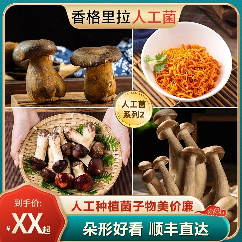 【人工菌系列2】云南特产黑牛肝菌/姬松茸/鲜虫草花/鲜鹿茸菇非干货