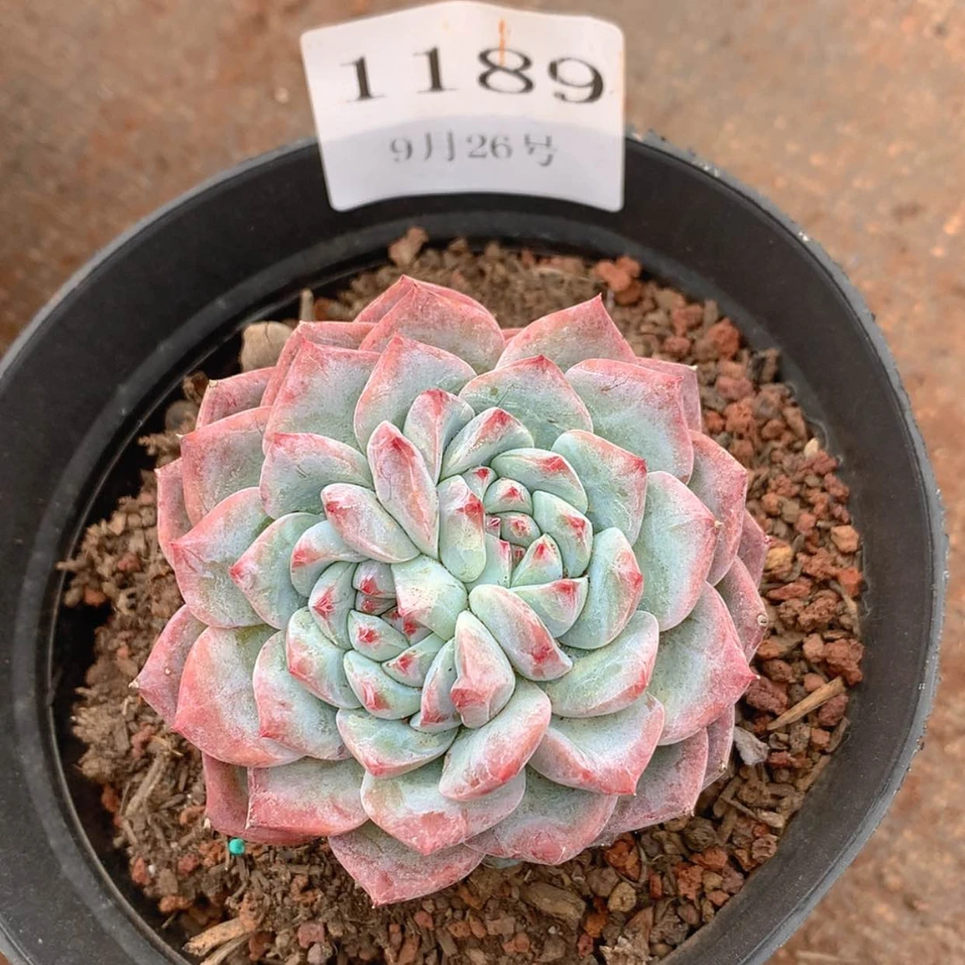 【闪购商品】云1189号