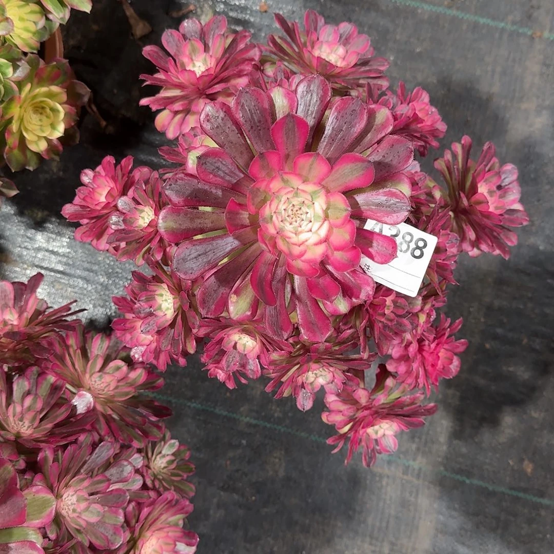 1***℃红铜白多肉法师388