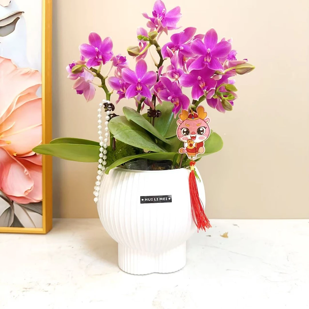 A级【香奈儿】组盆蝴蝶兰轻奢绿植花卉艺术高级盆栽植株