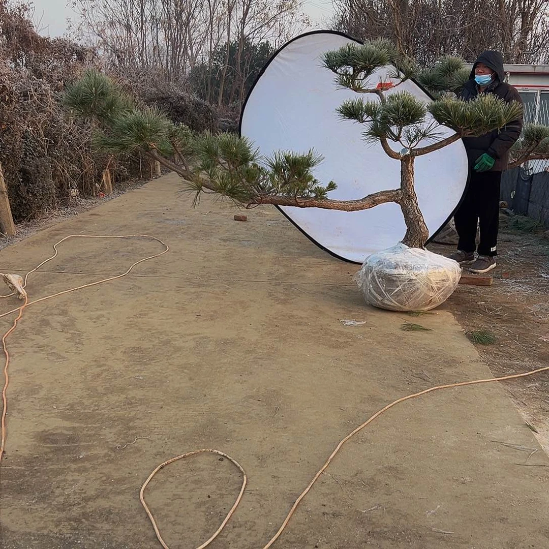 无花朵福**茶88888888888