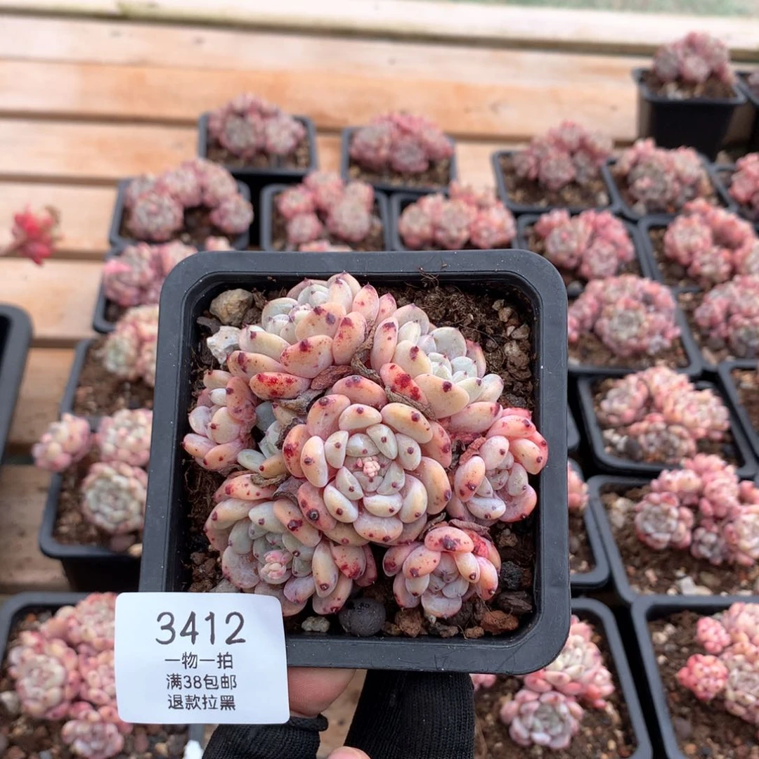 8.5厘米八头雪爪有砍3412